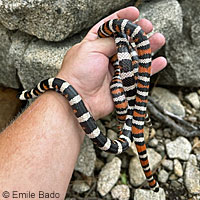 Sierra Mountain Kingsnake