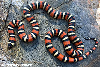 San Bernardino Mountain Kingsnake