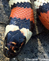 San Bernardino Mountain Kingsnake