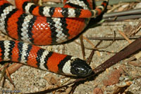 San Bernardino Mountain Kingsnake