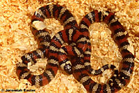 San Bernardino Mountain Kingsnake