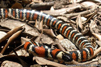 San Bernardino Mountain Kingsnake