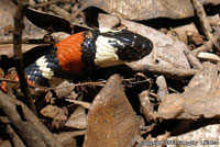 San Bernardino Mountain Kingsnake