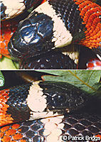 San Bernardino Mountain Kingsnake