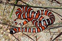 San Bernardino Mountain Kingsnake