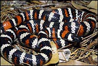 San Bernardino Mountain Kingsnake