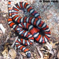 San Bernardino Mountain Kingsnake