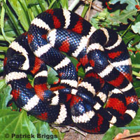 San Bernardino Mountain Kingsnake