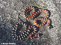 San Bernardino Mountain Kingsnake