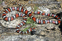 San Bernardino Mountain Kingsnake