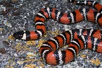 San Diego Mountain Kingsnake   