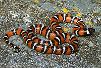 San Diego Mountain Kingsnake   