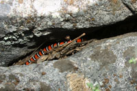 San Diego Mountain Kingsnake   