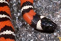 San Diego Mountain Kingsnake   