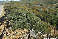 San Diego Mountain Kingsnake   