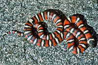 San Diego Mountain Kingsnake   