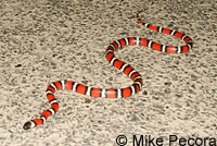 San Diego Mountain Kingsnake   