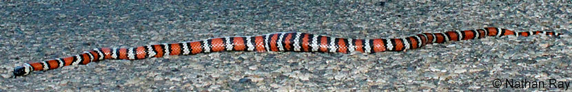 San Diego Mountain Kingsnake   