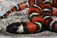 San Diego Mountain Kingsnake   