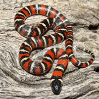 San Diego Mountain Kingsnake   