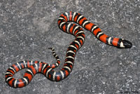 San Diego Mountain Kingsnake   