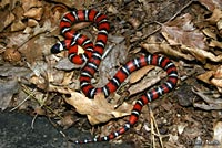 San Diego Mountain Kingsnake   