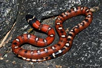 San Diego Mountain Kingsnake   