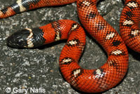 San Diego Mountain Kingsnake   