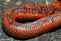 San Diego Mountain Kingsnake   