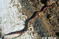 San Diego Mountain Kingsnake   