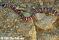 San Diego Mountain Kingsnake   