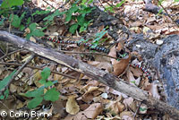 San Diego Mountain Kingsnake   