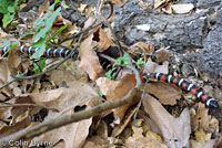 San Diego Mountain Kingsnake   