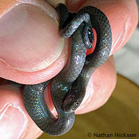 Pacific Ring-necked Snake