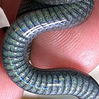 Pacific Ring-necked Snake