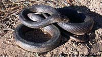 Baja California Coachwhip