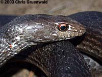 Baja California Coachwhip