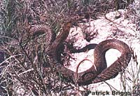 San Joaquin Coachwhip