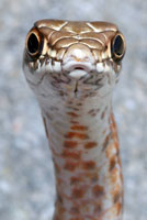 San Joaquin Coachwhip