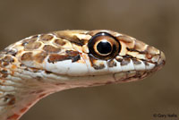 San Joaquin Coachwhip