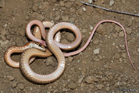 San Joaquin Coachwhip