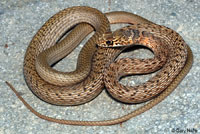 San Joaquin Coachwhip