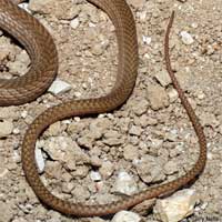 San Joaquin Coachwhip