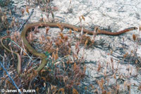 San Joaquin Coachwhip