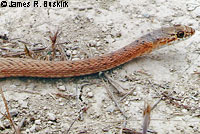 San Joaquin Coachwhip