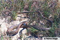 San Joaquin Coachwhip