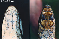 San Joaquin Coachwhip