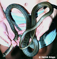 San Joaquin Coachwhip