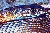 San Joaquin Coachwhip