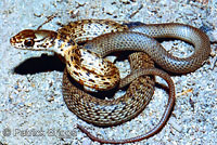 San Joaquin Coachwhip